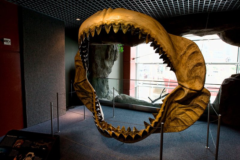 01_megalodon_chelusti1.jpg